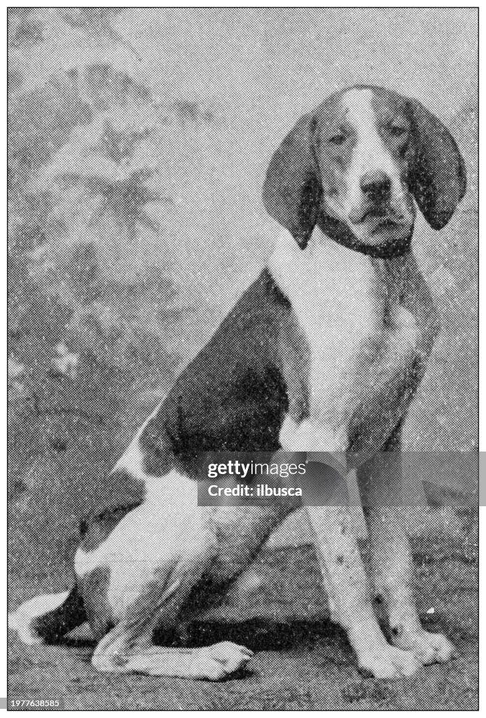 Sport and pastimes in 1897: Development of the American Fox Hound, "Resolution"