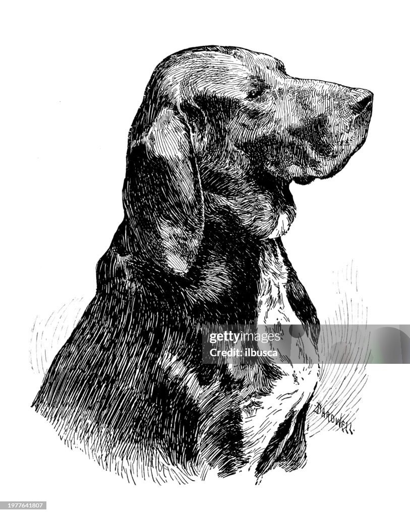 Sport and pastimes in 1897: Development of the American Fox Hound