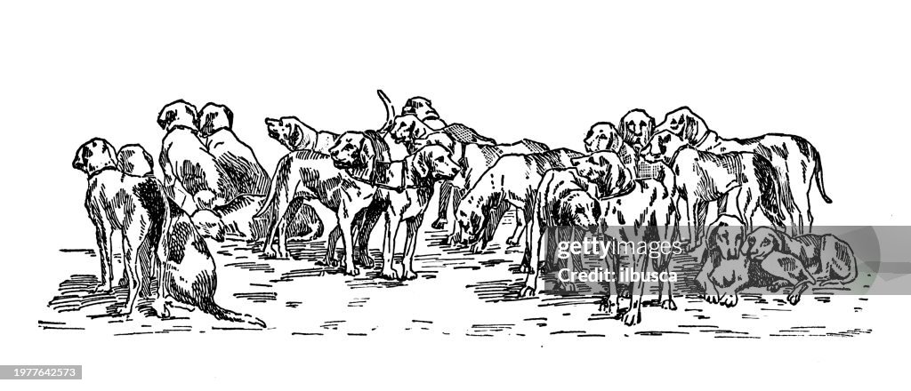 Sport and pastimes in 1897: Development of the American Fox Hound