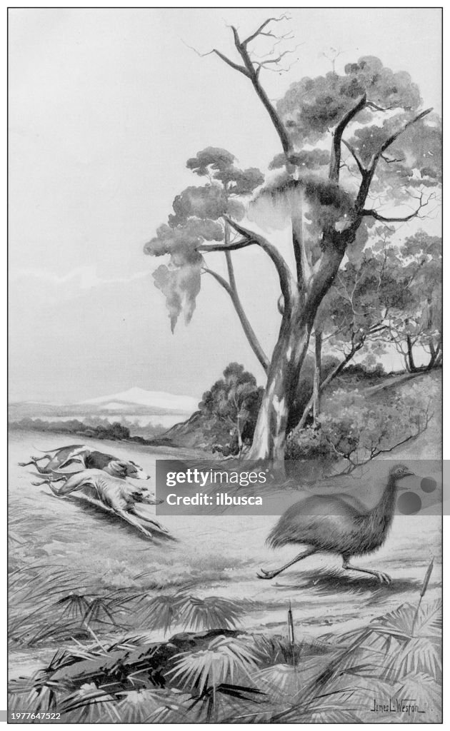 Chasing Emu Sport And Pastimes In 1897 Australia Chasing Emu High-Res Vector ...