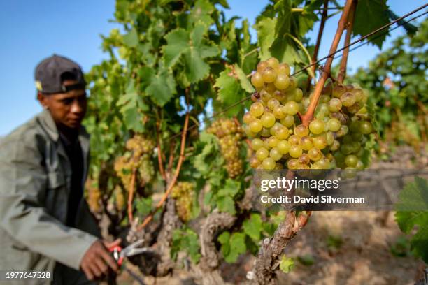 An African farm laborer tends to Muscat de Frontignan vines on the historic Klein Constantia Wine Estate on February 1, 2024 on the upper slopes of...