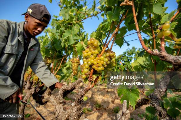 An African farm laborer tends to Muscat de Frontignan vines on the historic Klein Constantia Wine Estate on February 1, 2024 on the upper slopes of...