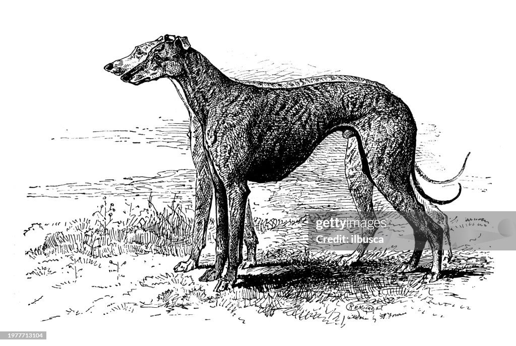 Sport and pastimes in 1897: Greyhound racing