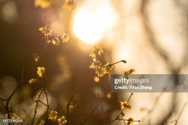 wintersweet flowers illuminated by sunlight - february stock pictures, royalty-free photos & images