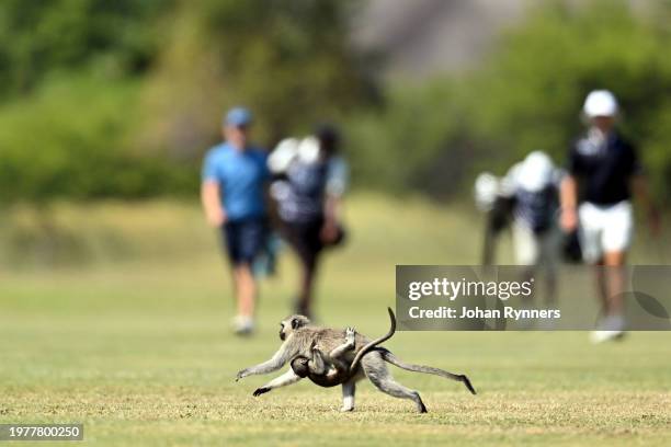 Wildlife crosses the fairway during day four of the SDC Open at Zebula Golf Estate & Spa on February 4, 2024 in Bela-Bela, Limpopo, South Africa.