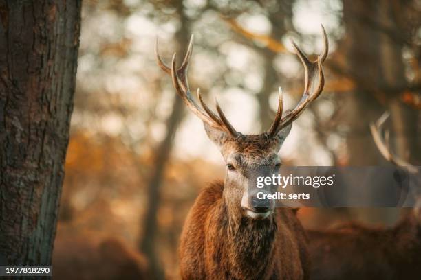 red deer stag portrait - deer silhouette stock pictures, royalty-free photos & images