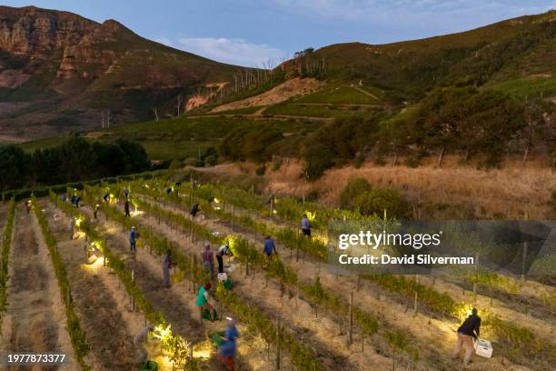 African farm laborers harvest Sauvignon Blanc grapes shortly before dawn on the historic Klein Constantia Wine Estate January 31, 2024 on the upper...