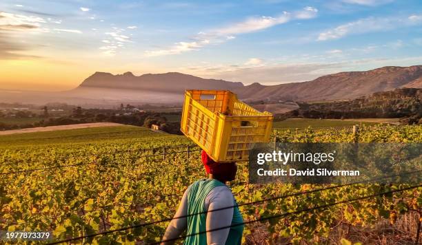 An African farm laborer heads into a vineyard at sunrise to harvest Sauvignon Blanc grapes on the historic Klein Constantia Wine Estate January 31,...