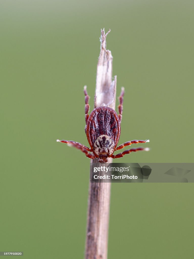Close-up ixodid tick with spread legs sitting on a blade of grass waiting for a victim