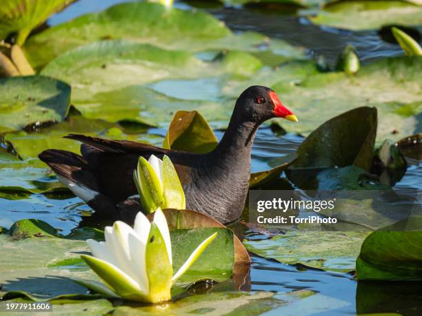 close-up black waterfowl with red beak on a pond among water lily. the common moorhen (gallinula chloropus), the waterhen or swamp chicken - water bird fotografías e imágenes de stock