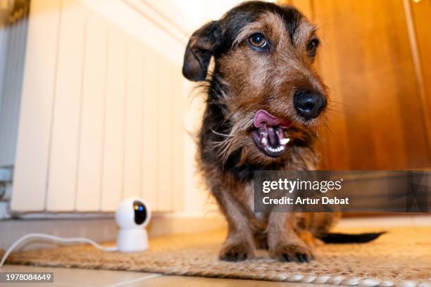 dachshund dog alone at home controlled by a dog cam. - wire haired dachshund stock pictures, royalty-free photos & images