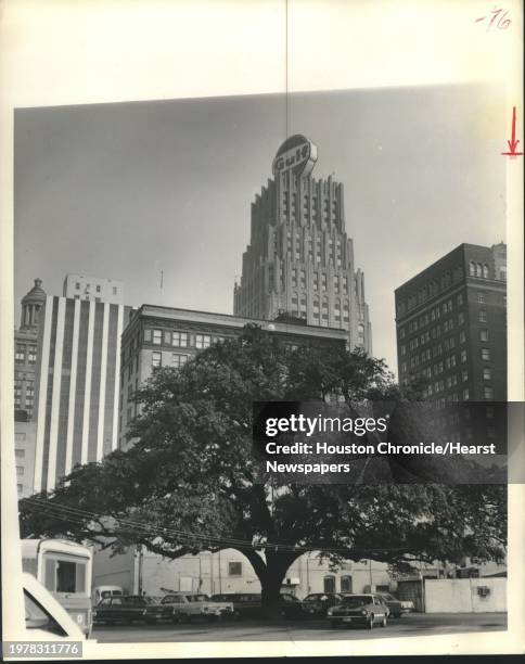 Trees, Houston, Texas: This stately live oak tree continues to grow on a parking lot on Rusk between Fannin and San Jacinto, impervious to the march...