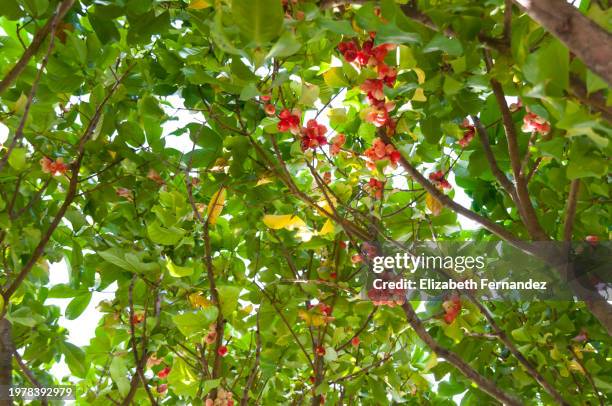 rose apples growing on tree - water apples stock pictures, royalty-free photos & images