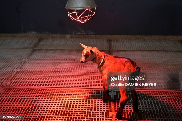 This photograph taken on January 17, 2024 shows a baby goats under an infrared lamp in a farm in Saint-Domineuc, western France.