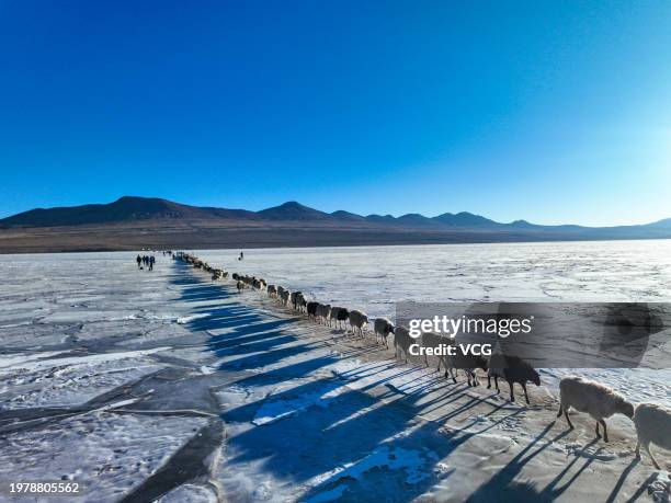 Aerial view of flock of sheep crossing an ice lake to an island in the middle of the lake for enough grass in winter on February 1, 2024 in Lhoka,...