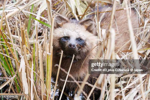545 Japanese Tanuki Stock Photos, High-Res Pictures, and Images
