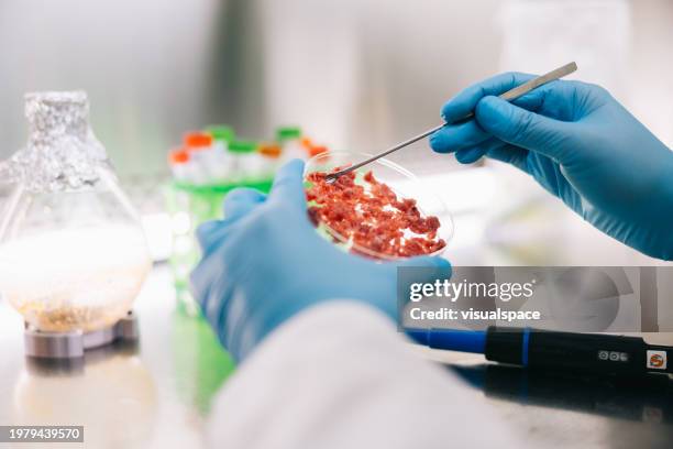 scientist working with cultures meat samples - genetically modified food stock pictures, royalty-free photos & images