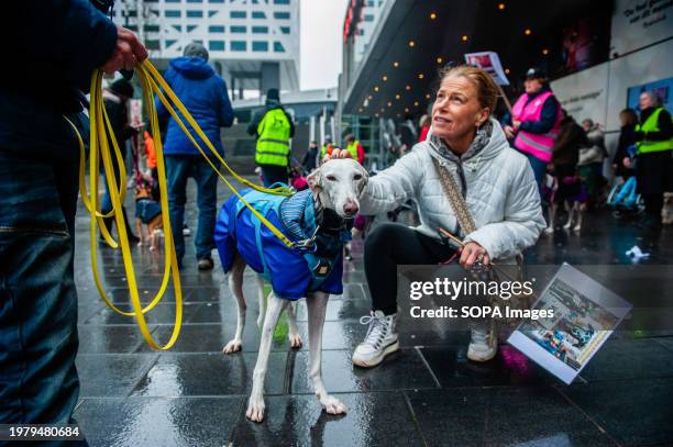 Woman is seen petting one of the dogs during the protest. In the Netherlands, the 'Galgo Podenco Platform,' a coalition advocating for the welfare of...