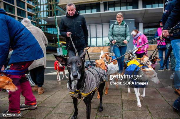 Podenco dog is seen looking at the camera during the demonstration. In the Netherlands, the 'Galgo Podenco Platform,' a coalition advocating for the...