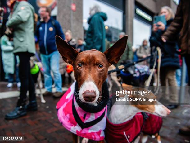 Two Podenco dogs are seen walking along with their owners during the demonstration. In the Netherlands, the 'Galgo Podenco Platform,' a coalition...