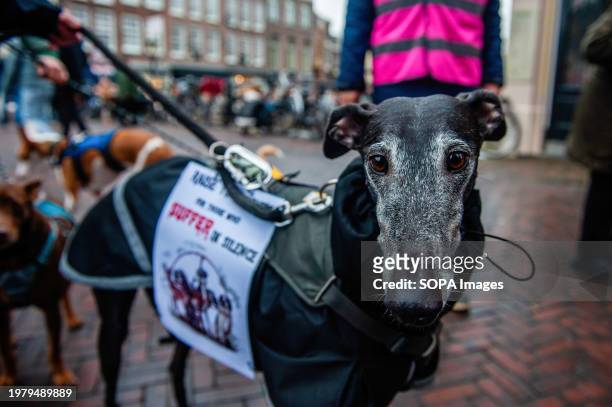 Greyhound is seen carrying a placard in support of dogs during the rally. In the Netherlands, the 'Galgo Podenco Platform,' a coalition advocating...