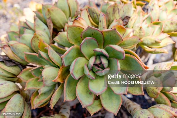 echeveria flower in nature - echeveria stock pictures, royalty-free photos & images