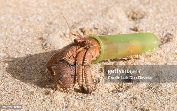 hermit crab inside a plastic applicator of tampon. - hermit crab stock pictures, royalty-free photos & images