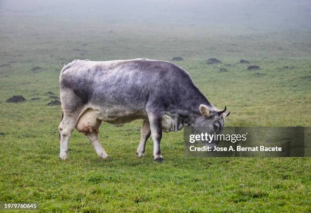 dairy cow grazing on a green meadow with fog in the dolomite alps. - bernat bacete stock pictures, royalty-free photos & images