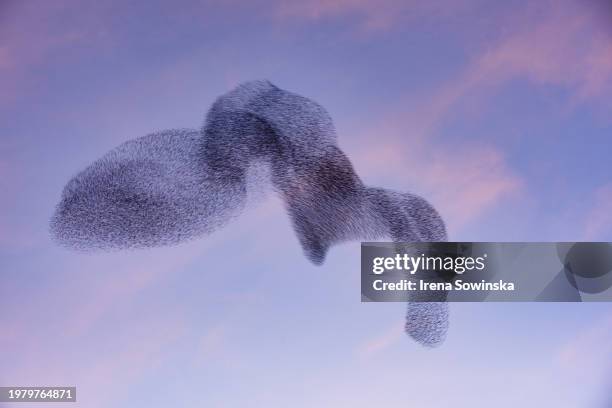 starling murmurations - stormo-di-uccelli foto e immagini stock