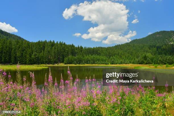 beautiful mountain lake with meadow of pink flowers in the front - pinar fotografías e imágenes de stock