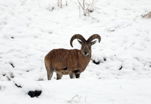 IRN: Wildlife Encounters And Year's First Snowfall Near Tehran