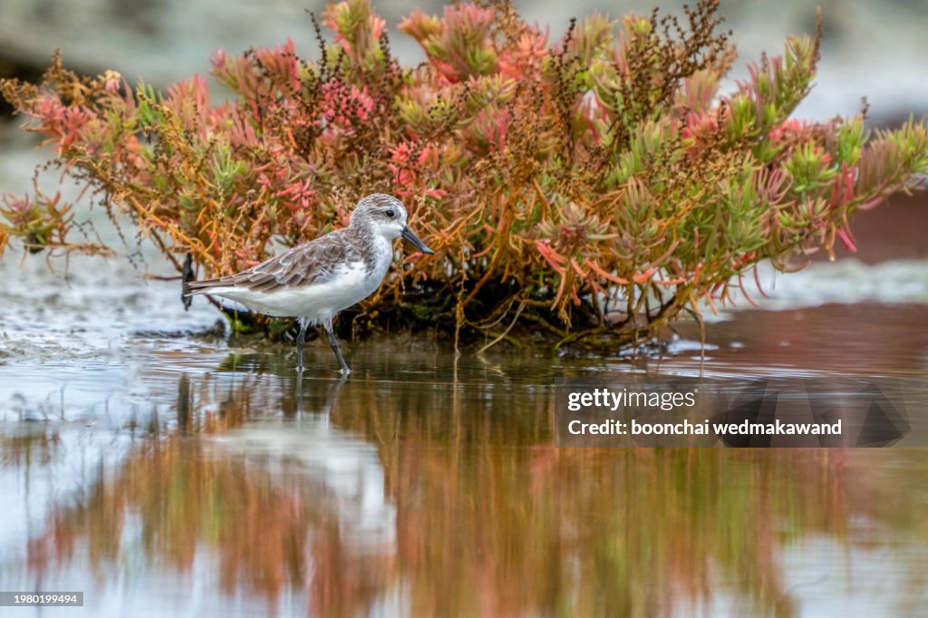 Beautiful mangrove bird, Rufous-necked Stint (Calidris ruficollis) on nature in Thailand