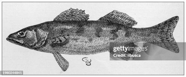 sport and pastimes in 1897: wall-eyed pike, stizostedion vitreum - walleye water stock illustrations