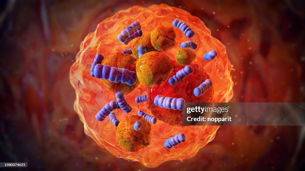Brown Fat Cell.