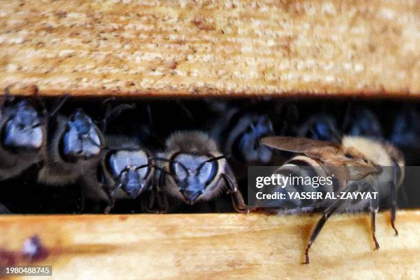 Worker bees swarm outside a hive at an apiary in Kuwait City on February 5, 2024.