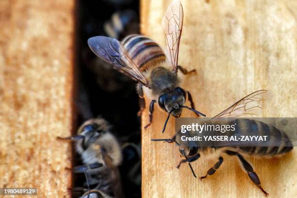 Worker bees swarm outside a hive at an apiary in Kuwait City on February 5, 2024.