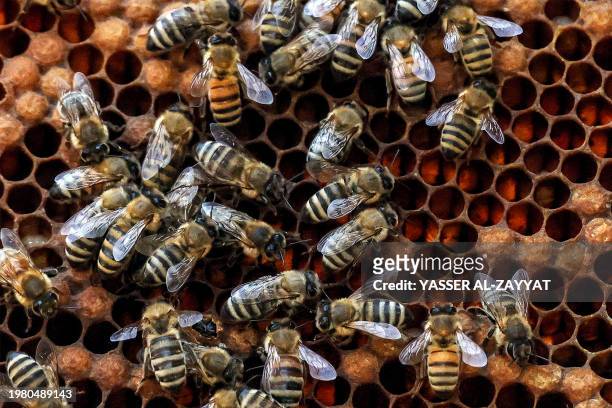 Worker bees swarm outside a hive at an apiary in Kuwait City on February 5, 2024.