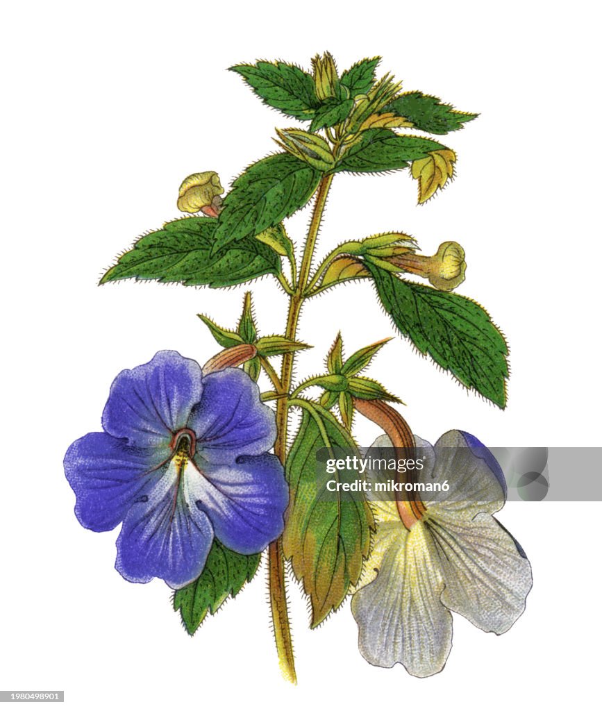 Old chromolithograph illustration of Botany, Cupid's bow, nut-orchid or magic flower (Achimenes longiflora)