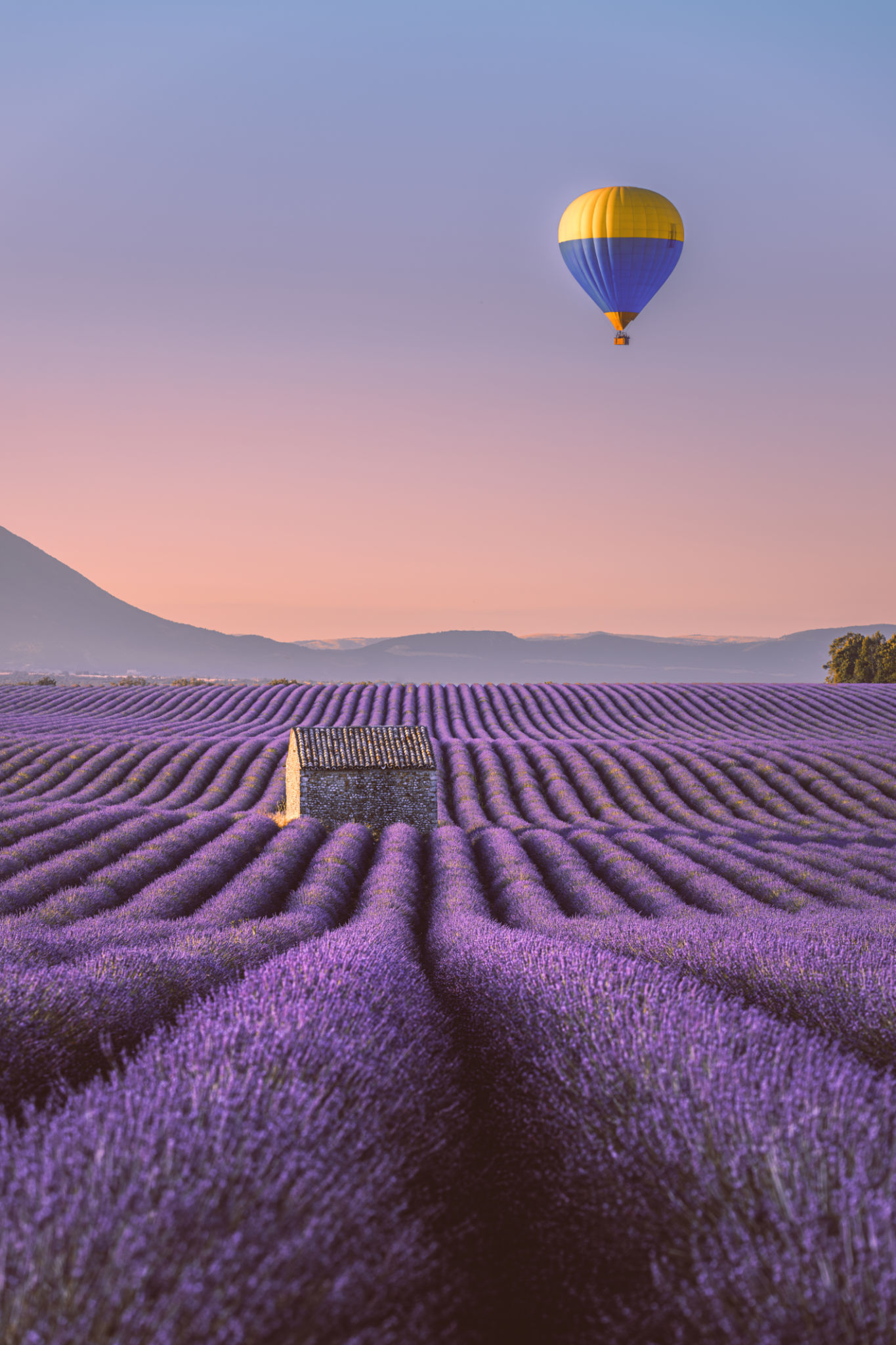 lavender field