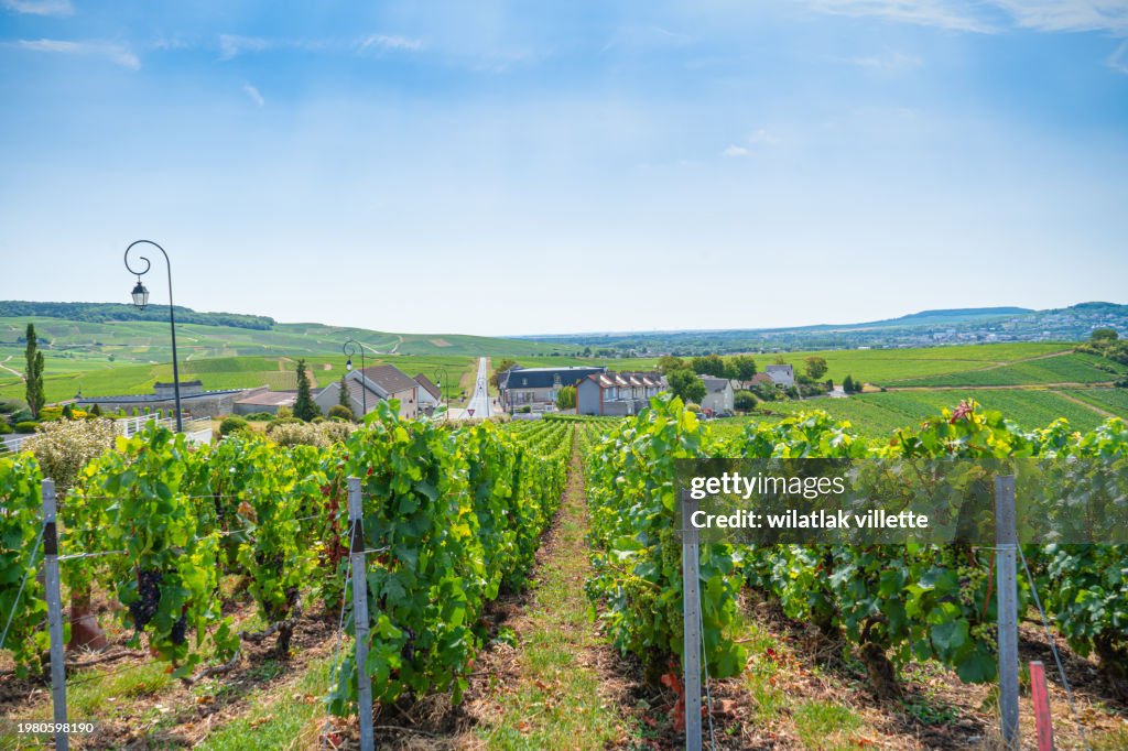 Vineyards and grapes in a hill-country farm in France.