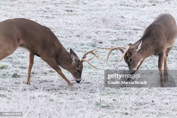 two whitetail deer bucks facing off the clash - brunst stock-fotos und bilder