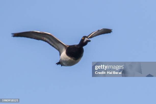 lesser scaup duck male flying - コスズガモ ストックフォトと画像