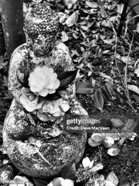 stark buddha at peace with withering camellias - black and white instant print stock pictures, royalty-free photos & images