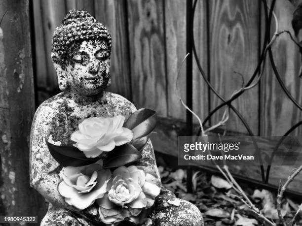 stark buddha at peace with withering camellias - black and white instant print stock pictures, royalty-free photos & images