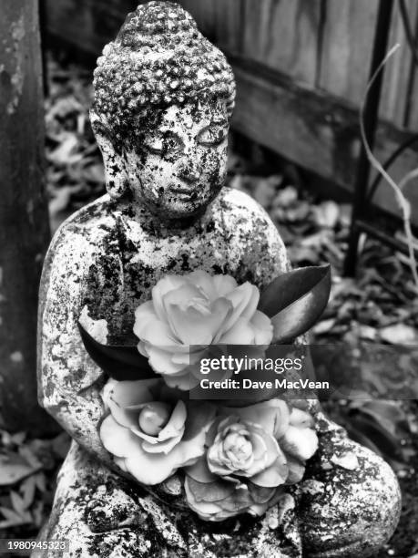 stark buddha at peace with withering camellias - black and white instant print stock pictures, royalty-free photos & images