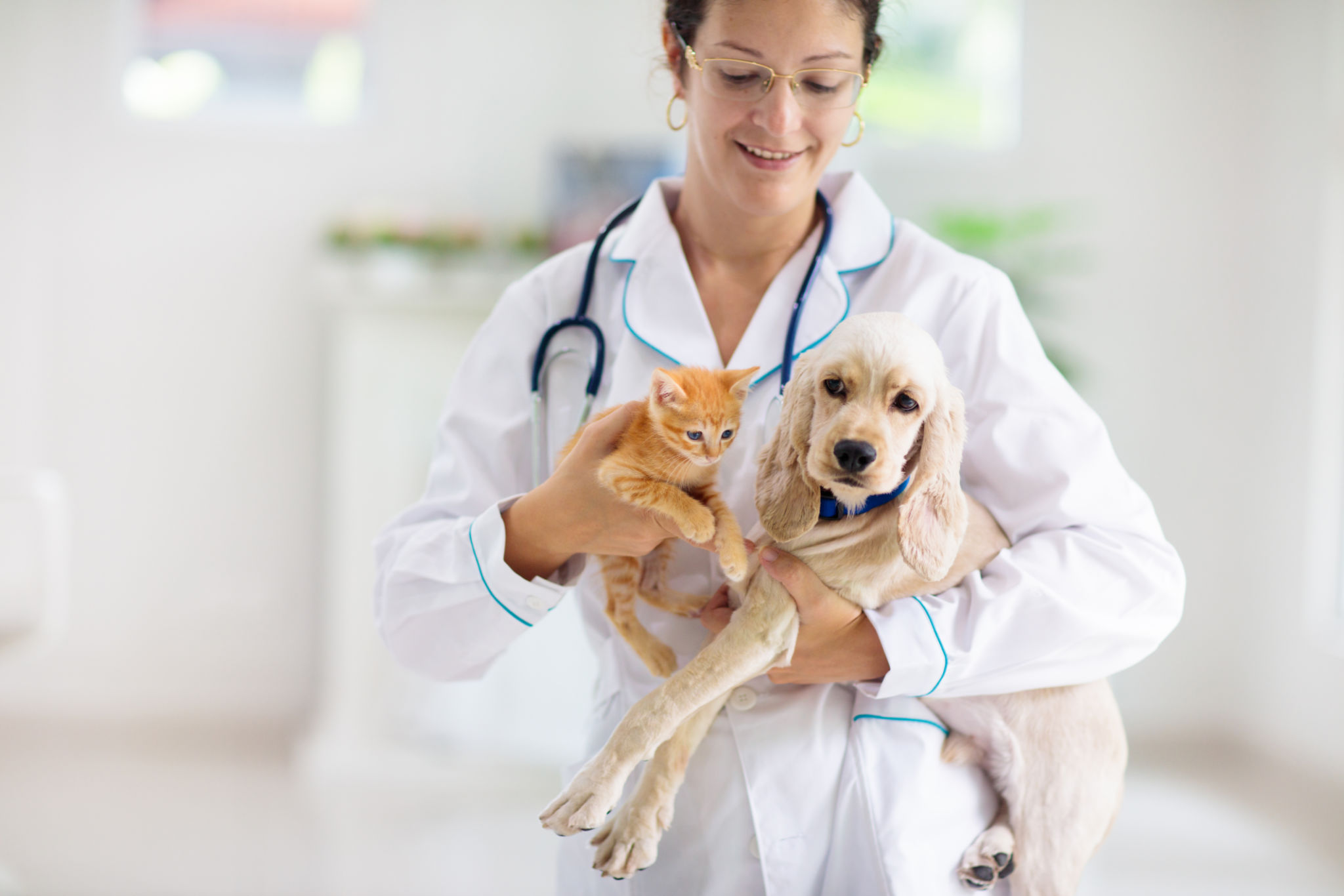 pet vaccination