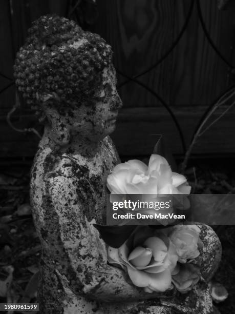 stark buddha at peace with withering camellias - black and white instant print stock pictures, royalty-free photos & images