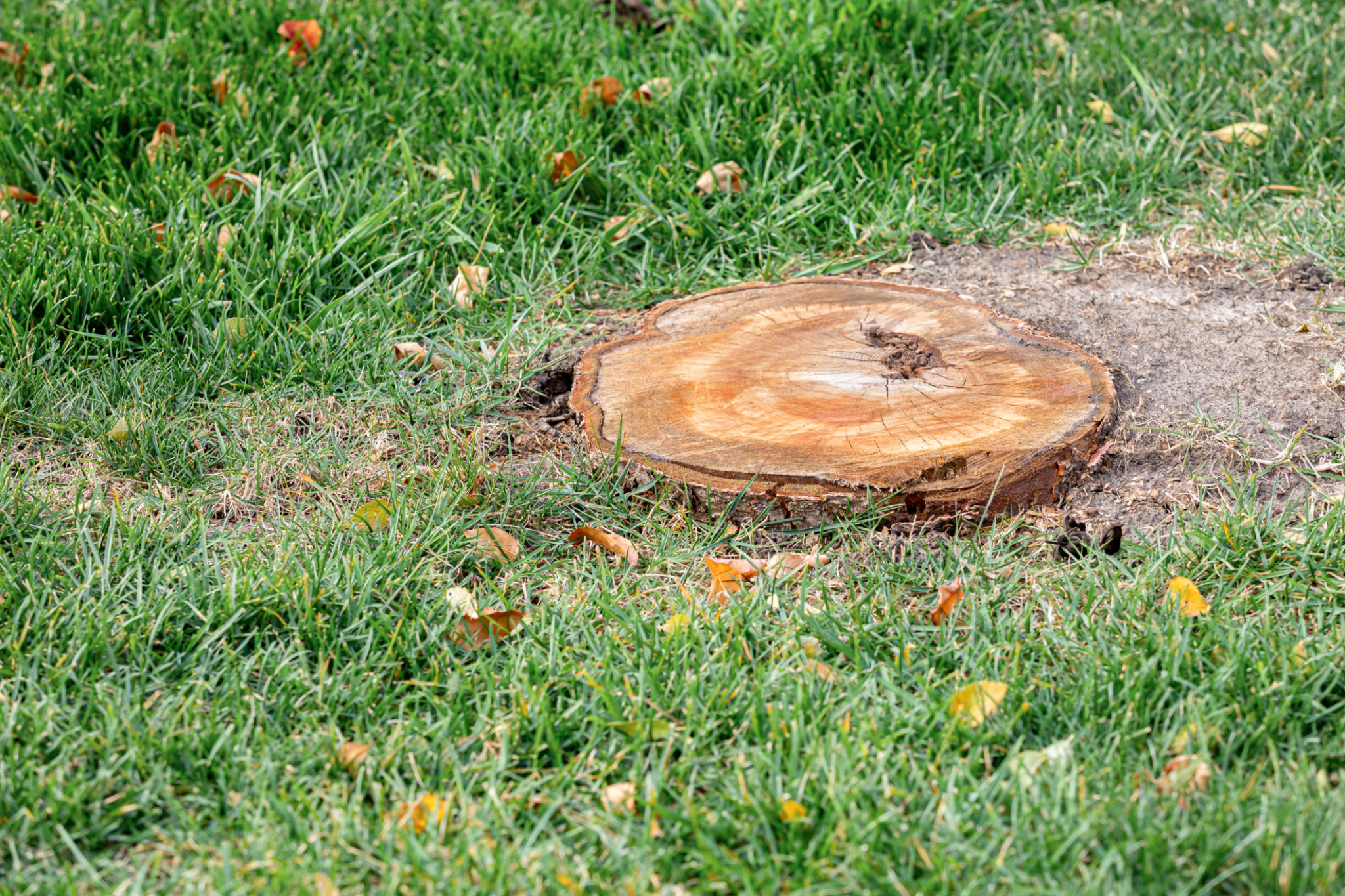 stump grinding
