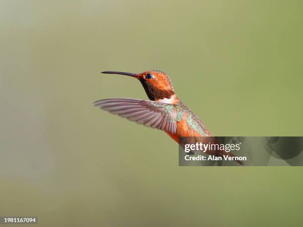 male allen’s hummingbird in flight - pic of hummingbird stock pictures, royalty-free photos & images