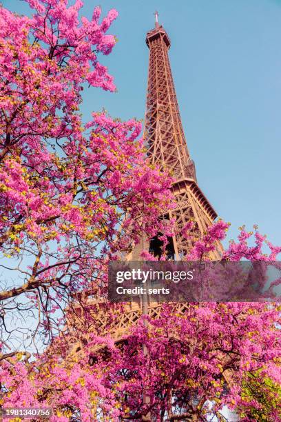 splendeur du printemps : cerisiers en fleurs avec la tour eiffel en toile de fond à paris, france - région parisienne photos et images de collection